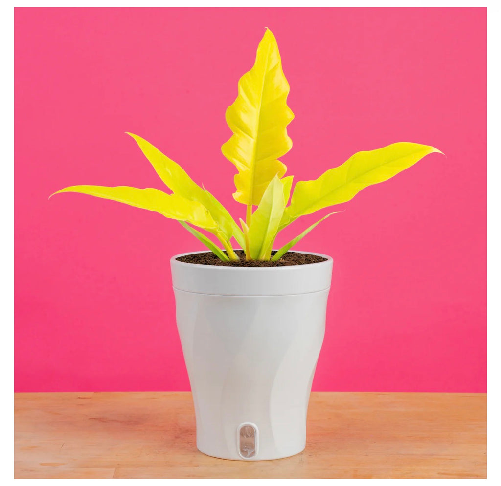 Golden Crocodile (Philodendron)