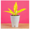 Golden Crocodile (Philodendron)