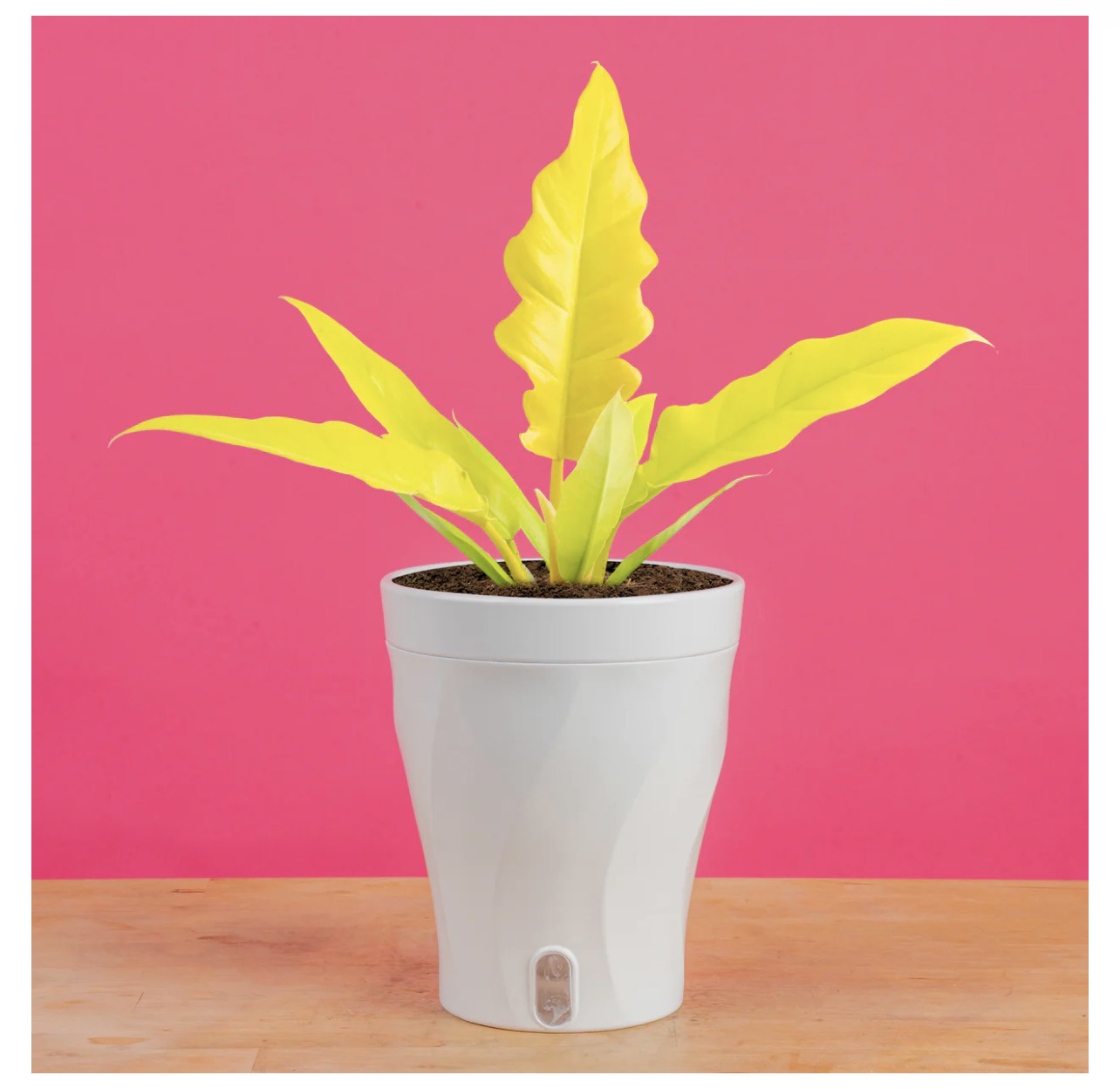 Golden Crocodile (Philodendron)