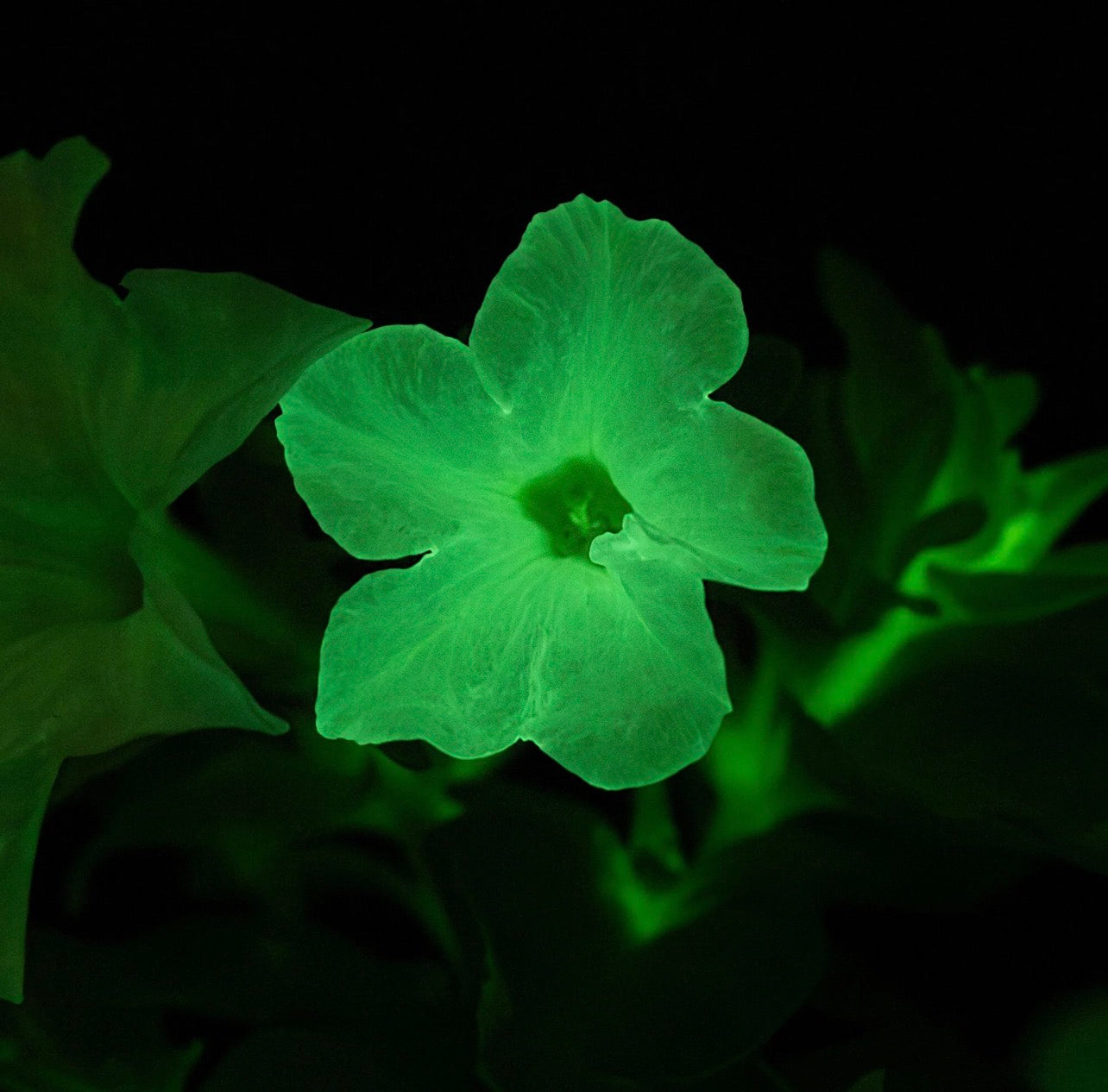Petunia (firefly)
