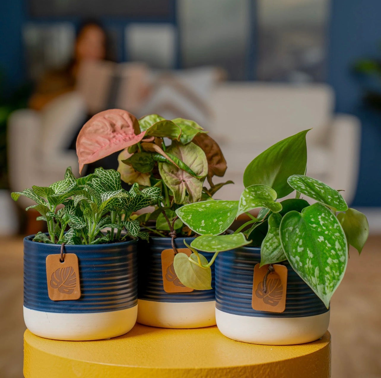 Clean Air (Exotic) small babies