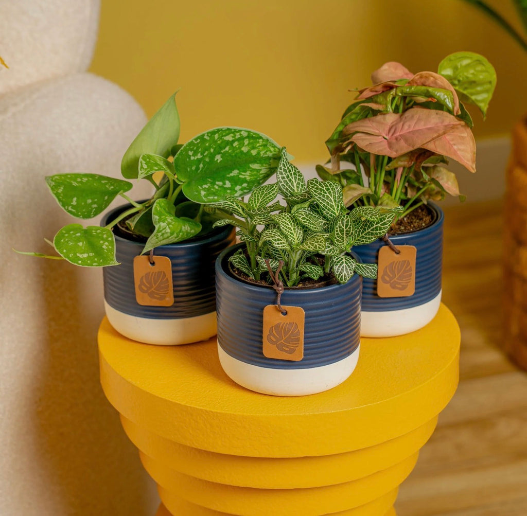 Clean Air (Exotic) small babies