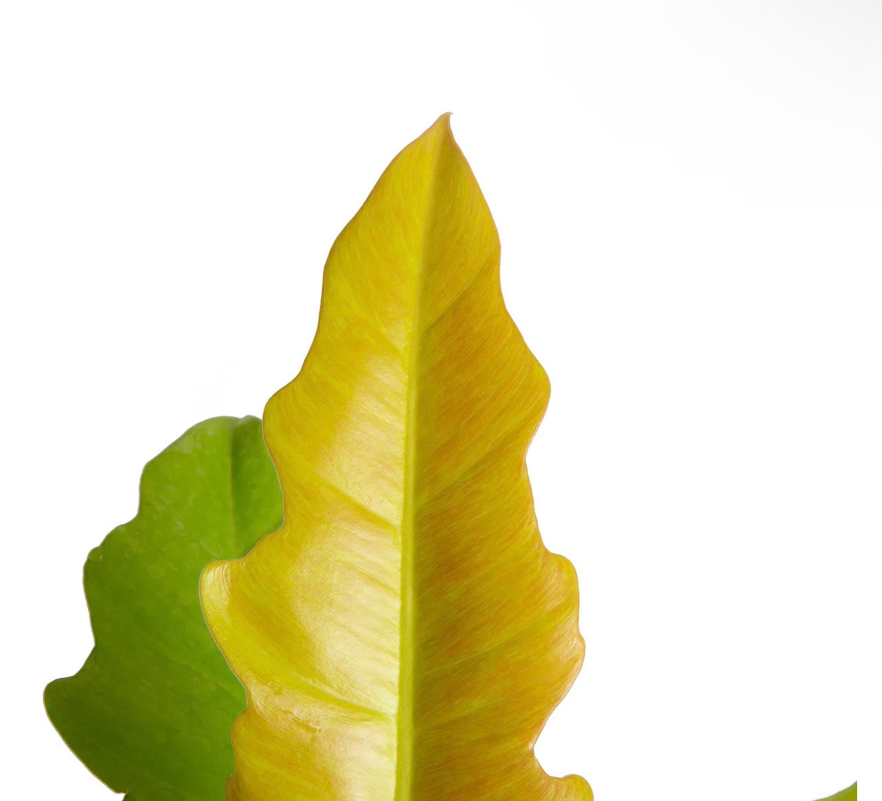 Golden Crocodile (Philodendron)