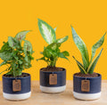Clean Air (Exotic) small babies