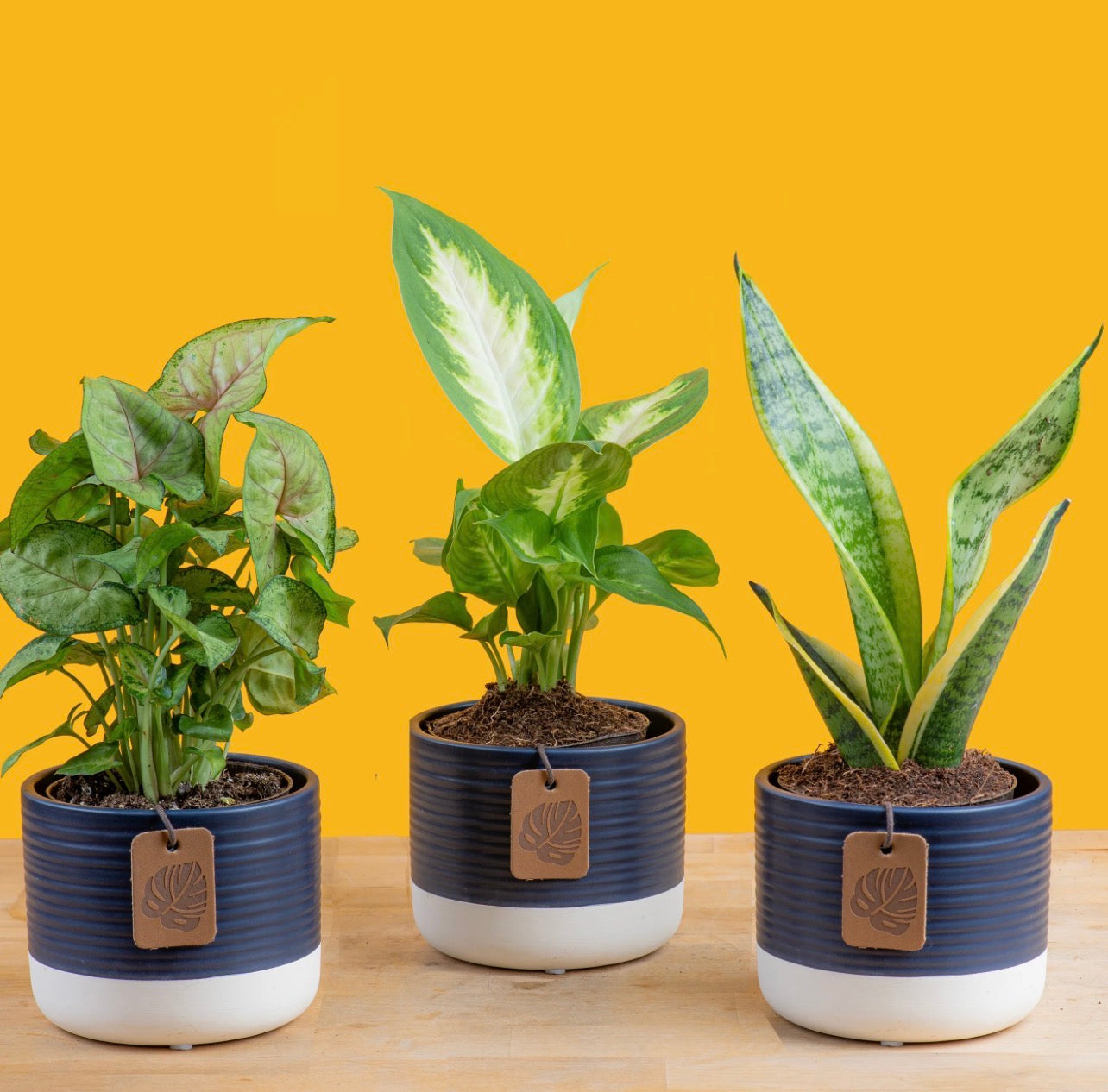 Clean Air (Exotic) small babies