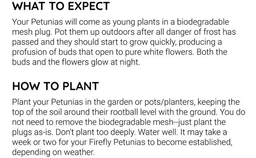 Petunia (firefly)