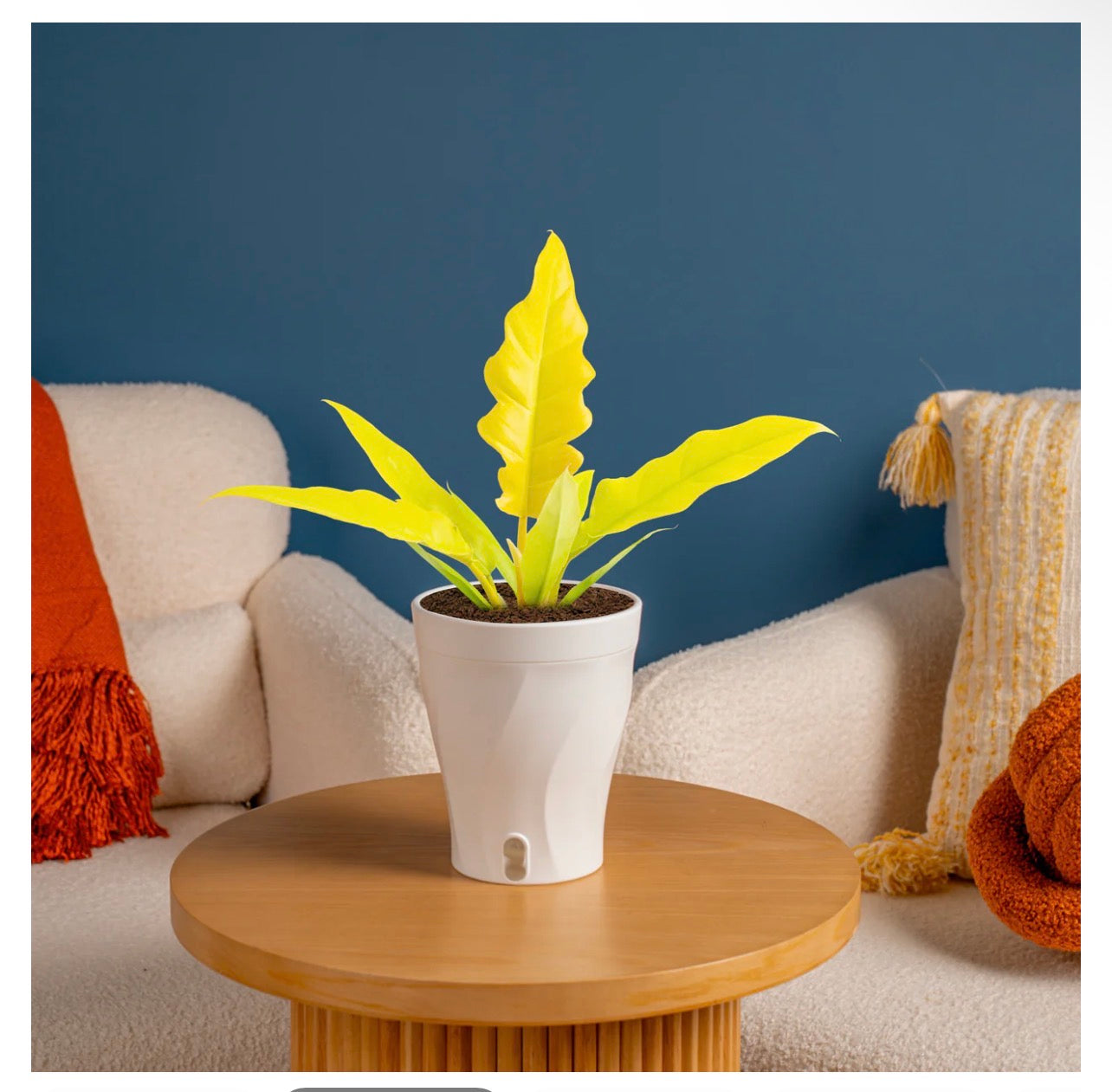 Golden Crocodile (Philodendron)