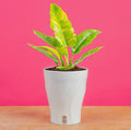 Fire Rings (OG House Plant)