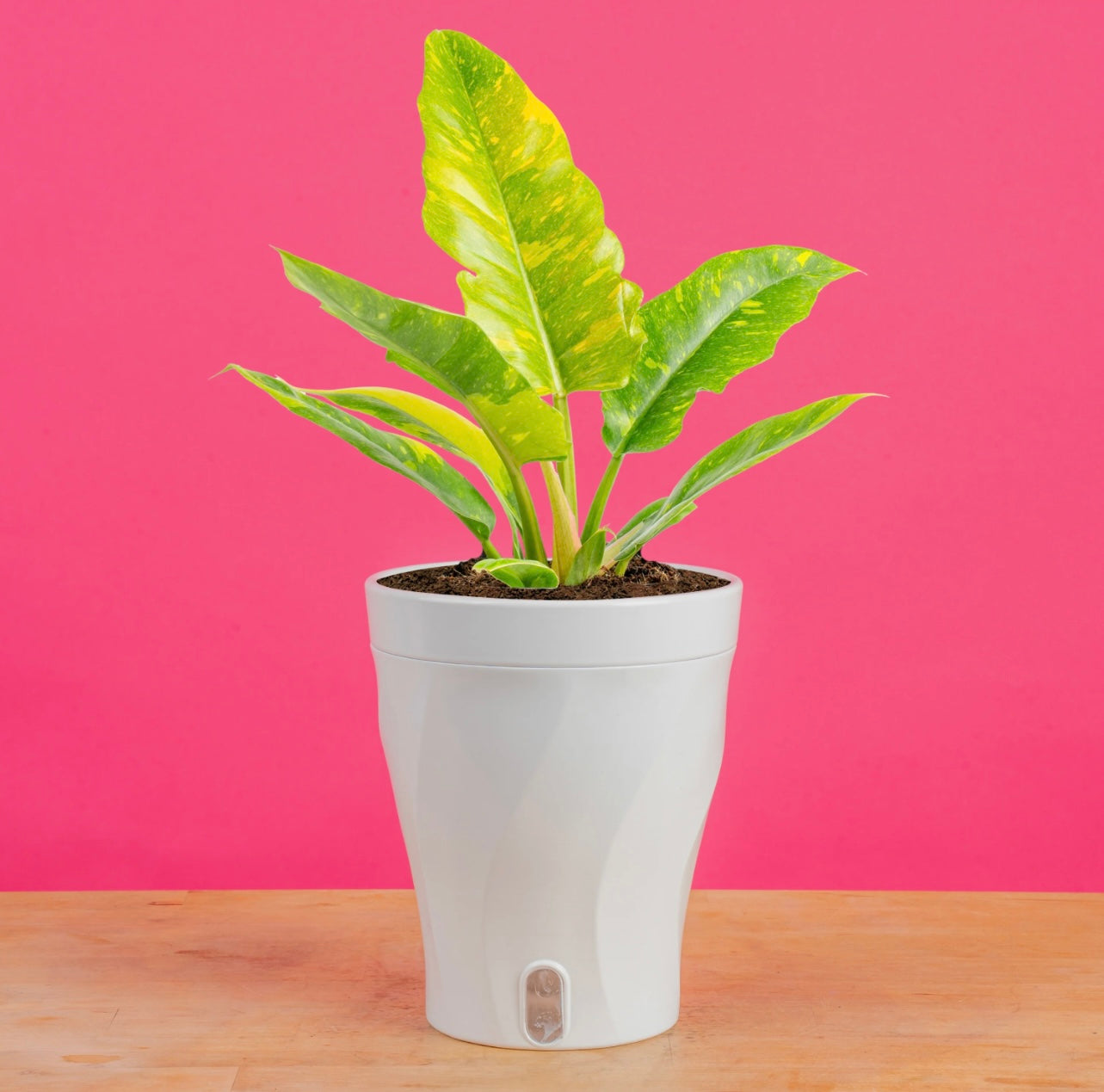 Fire Rings (OG House Plant)