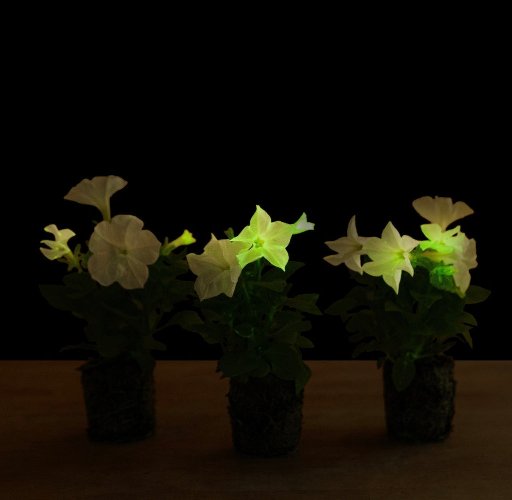 Petunia (firefly)