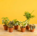 Medley Foliage (six pack)