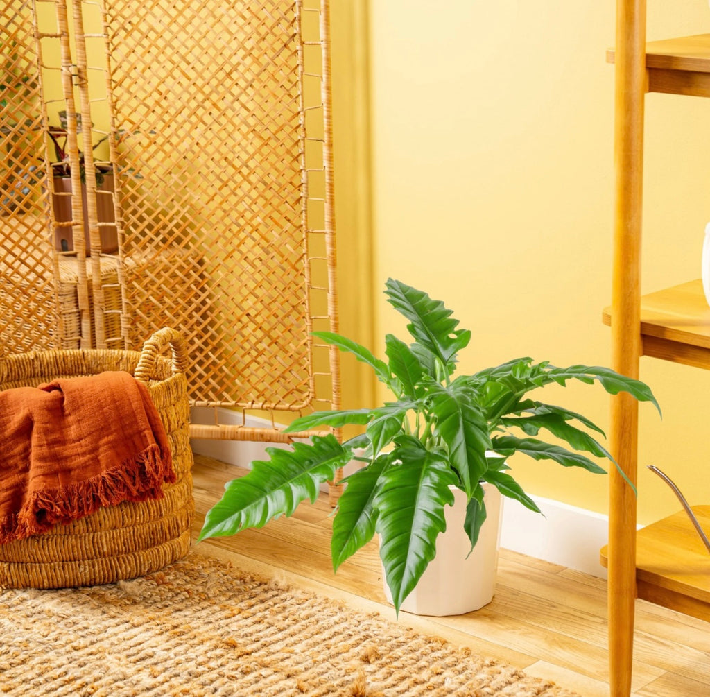 Saber Tooth (Philodendron Plant)