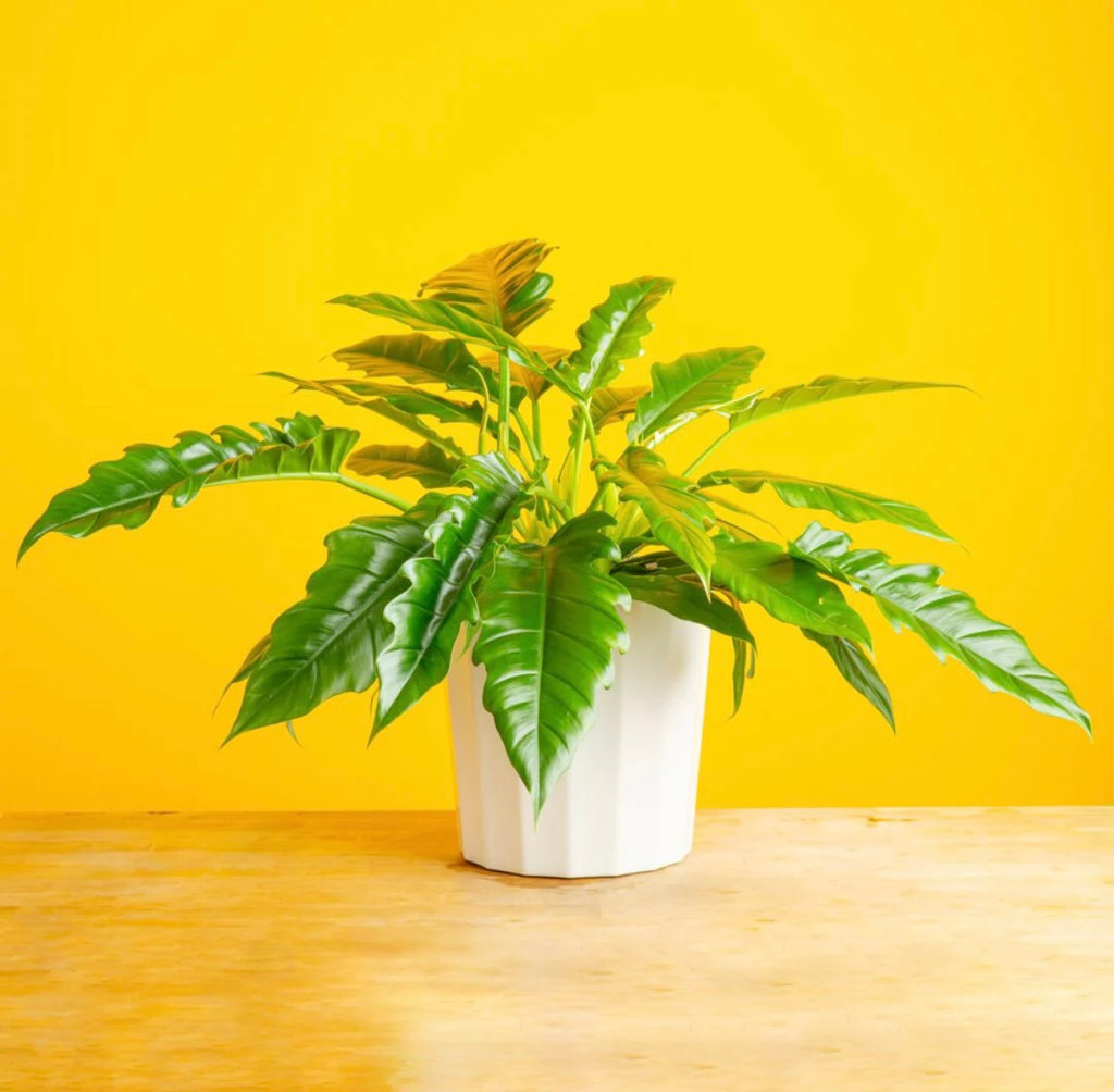 Saber Tooth (Philodendron Plant)