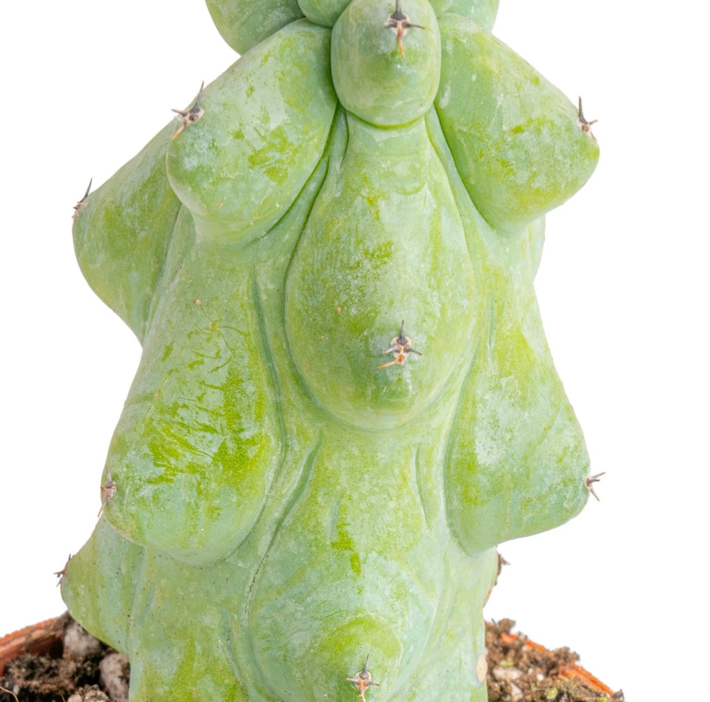Teacup Cactus (Fukuro)
