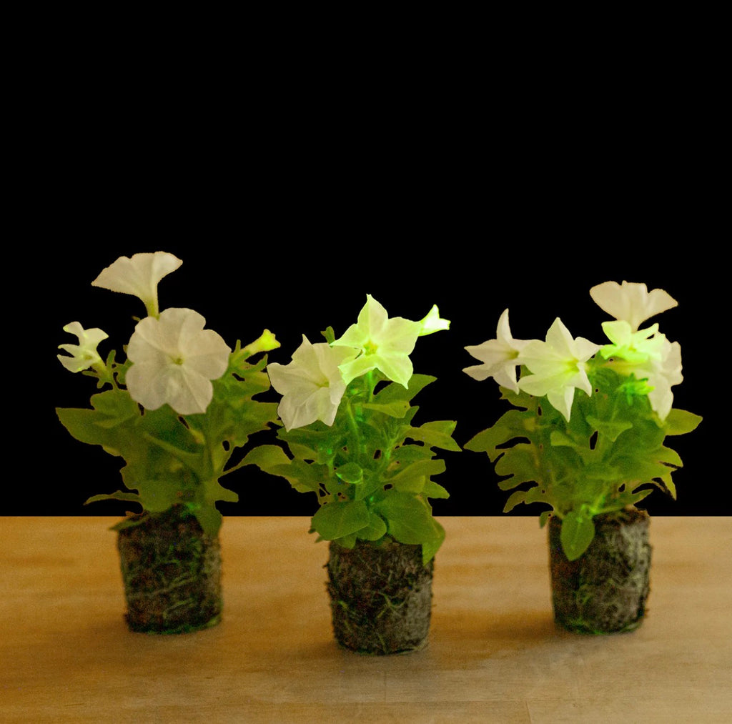 Petunia (firefly)