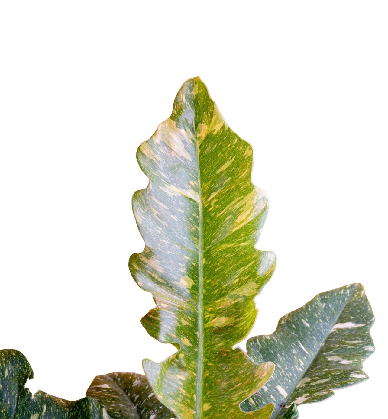Fire Rings (OG House Plant)