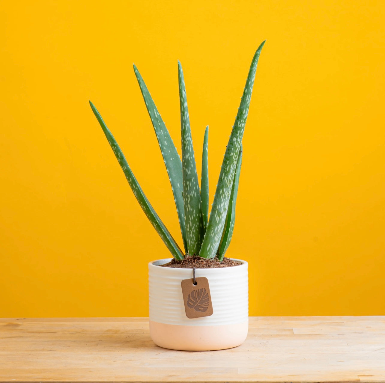 Potted aloe vera plant 