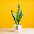 Slither Plant (low-light)