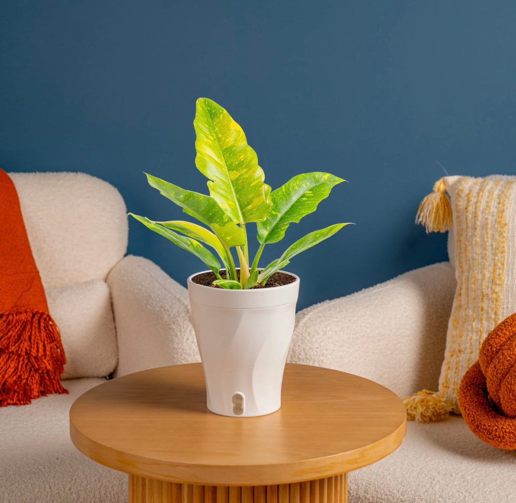 Fire Rings (OG House Plant)
