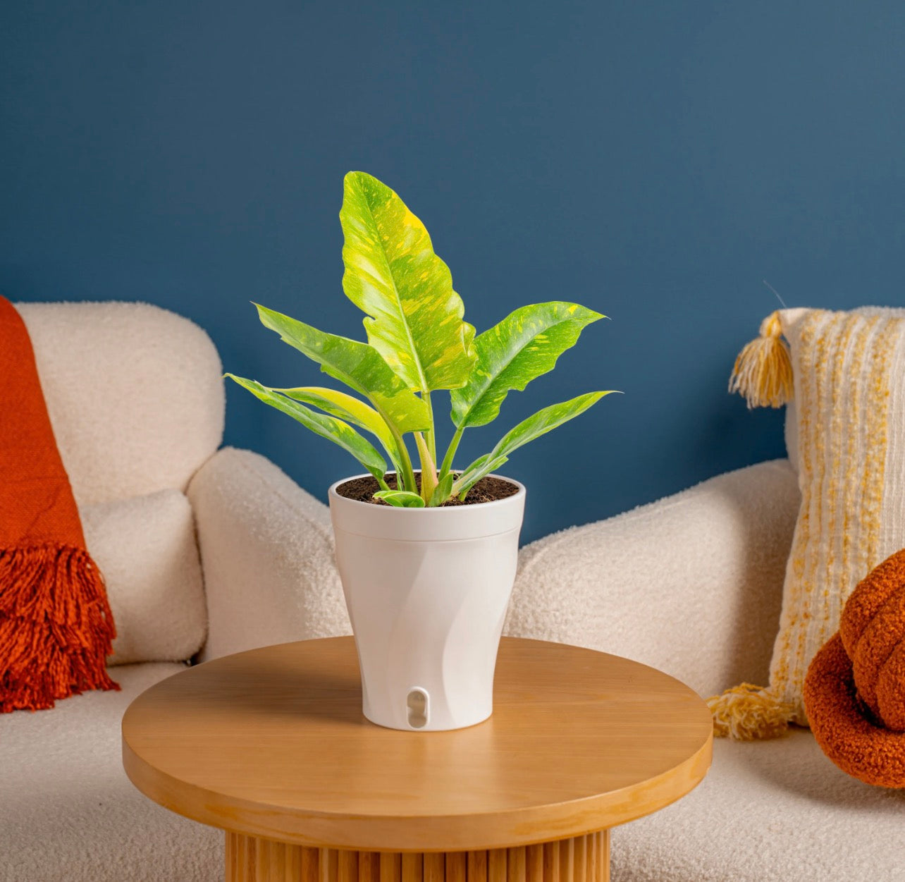 Fire Rings (OG House Plant)