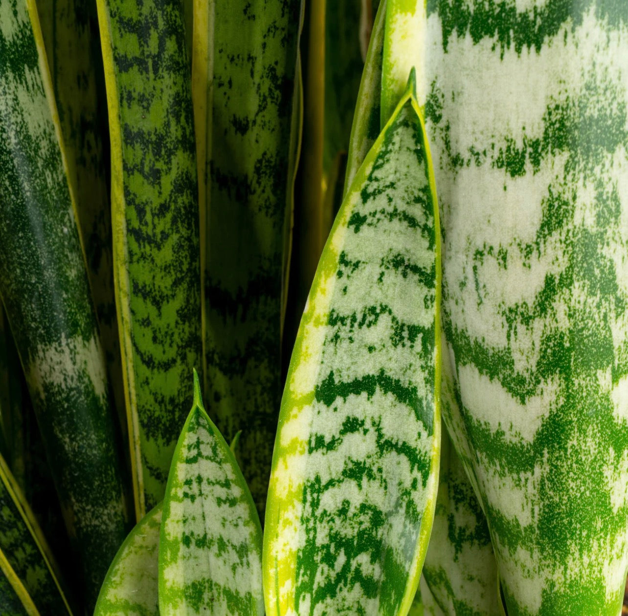 Slither Plant (low-light)