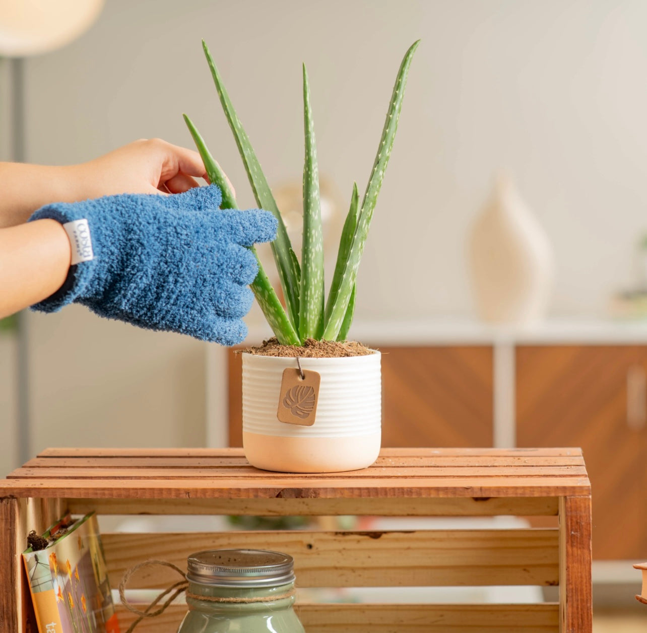 Aloe Vera