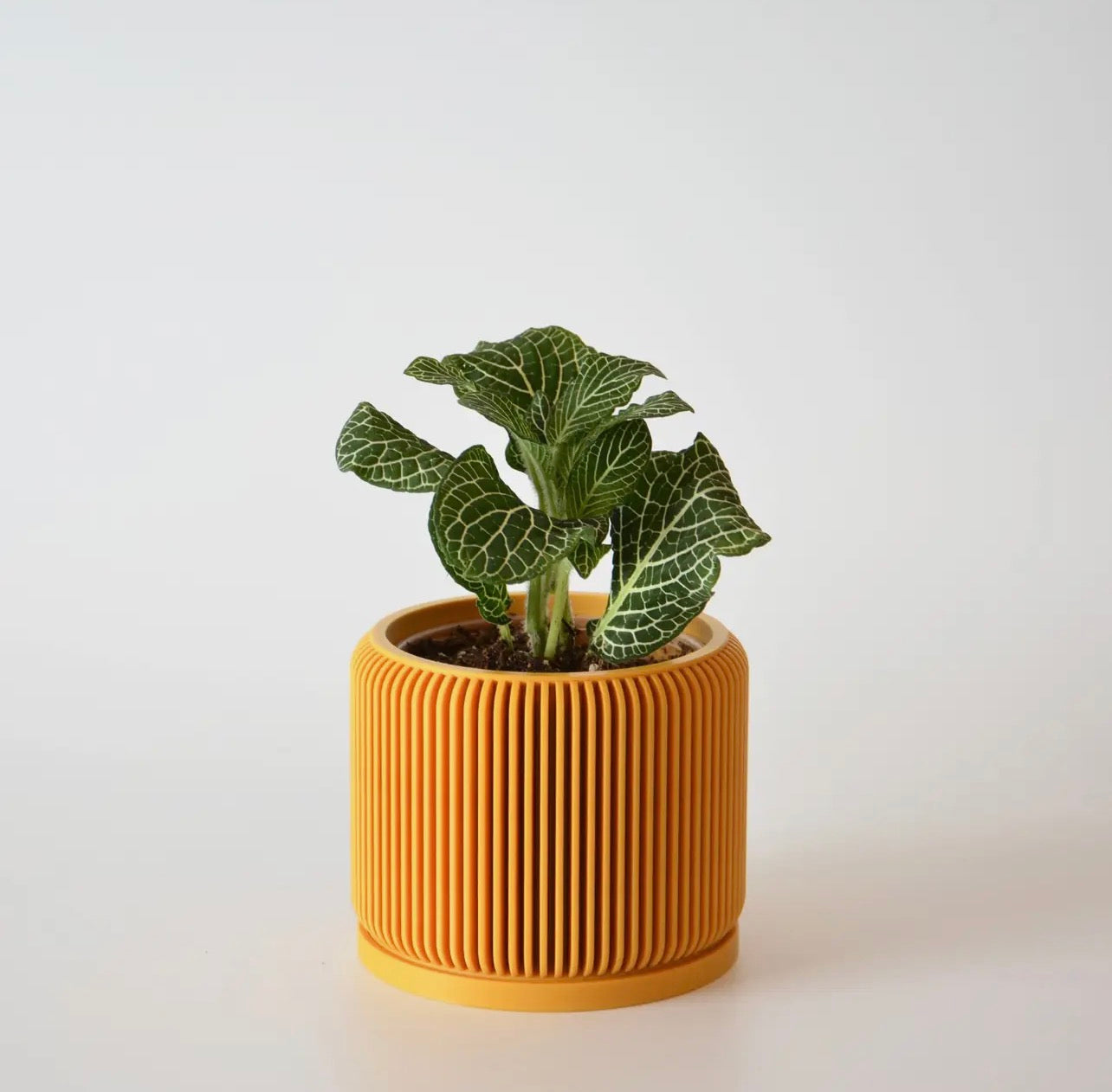 Pot (Succulent) 4 count.