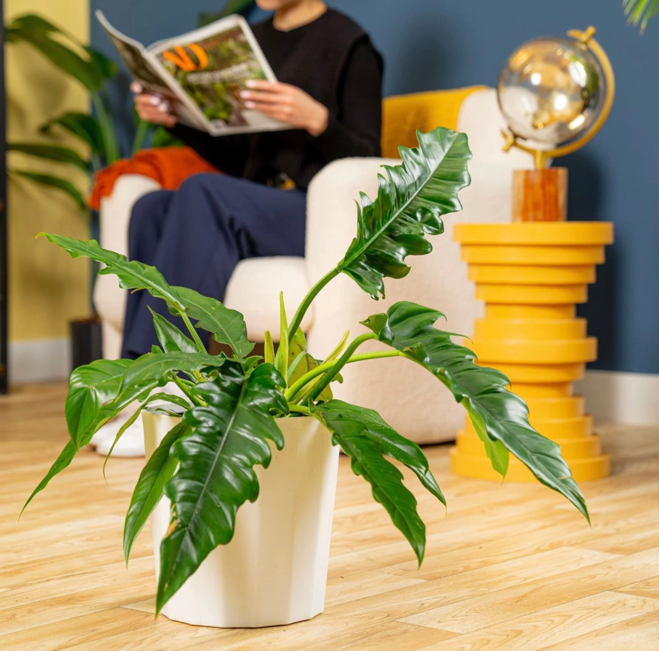 Saber Tooth (Philodendron Plant)