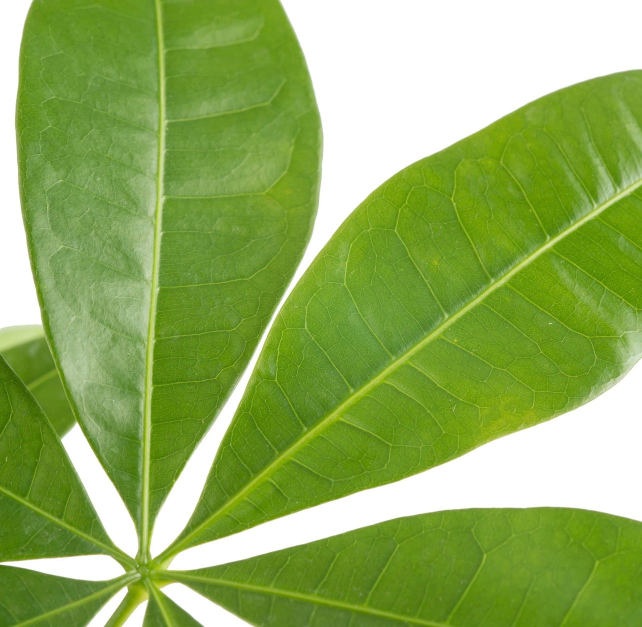 baby cash tree plant (money tree)
