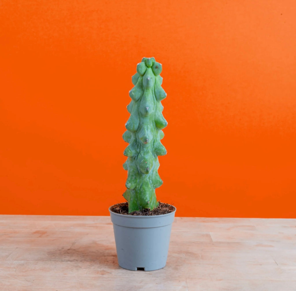 Home potted cactus plant 