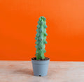 Home potted cactus plant 