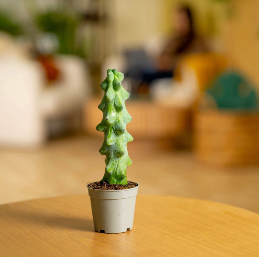 Potted cactus on a wooden table with a blurred indoor setting