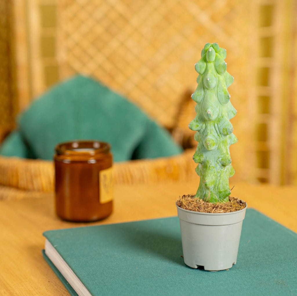in home cactus on a table with a blurred background
