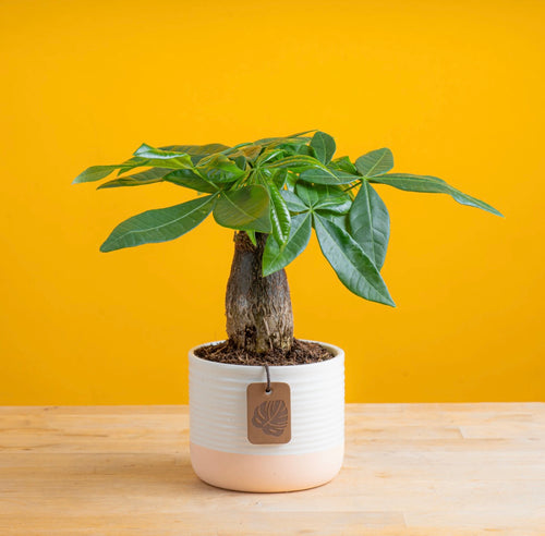 small baby money tree (nature)