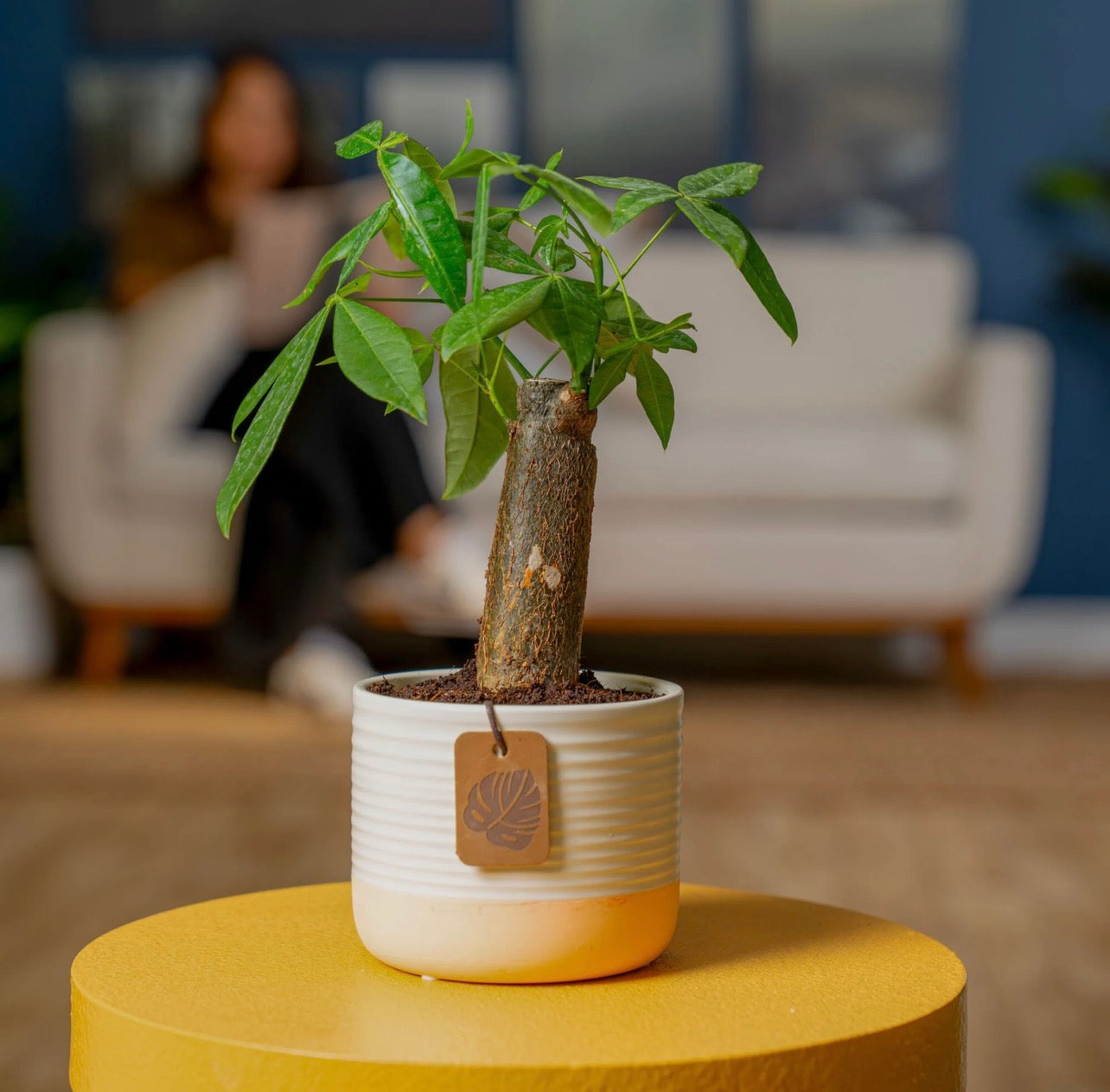 Potted plant on a yellow table 