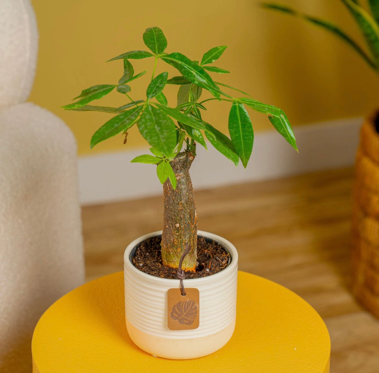Home Potted plant on a yellow surface 